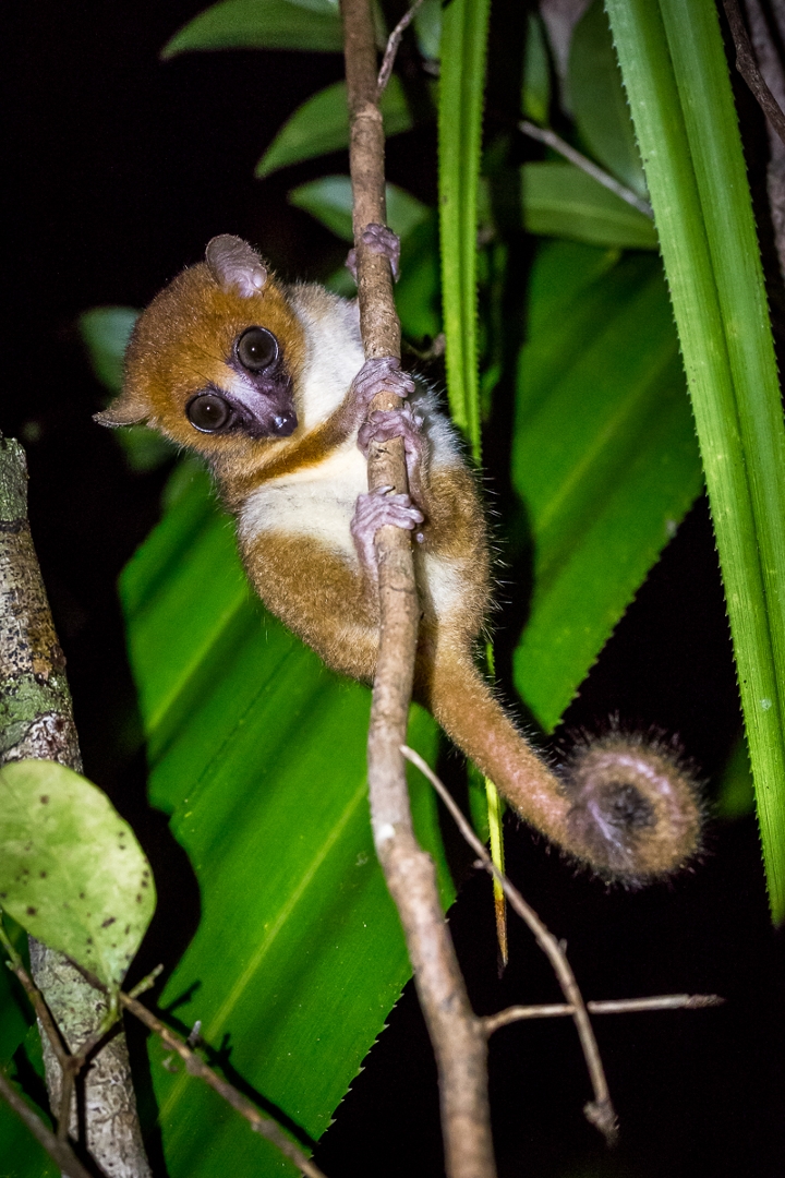 Grey-brown mouse lemur