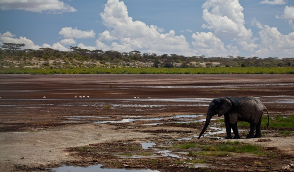 How can Africa reach its conservation goals with limited conservation funding?