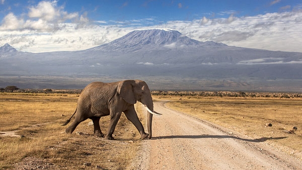 Africa's elephants are increasingly restricted from free roaming by urban settlements, roads and fences