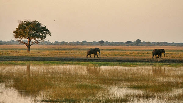 Summer brings welcome rains to fill the Okavango Delta plains.