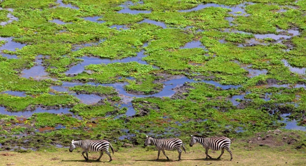 Zebra walking near wetlands