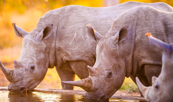 Africa's rhino is suffering from brutal poaching