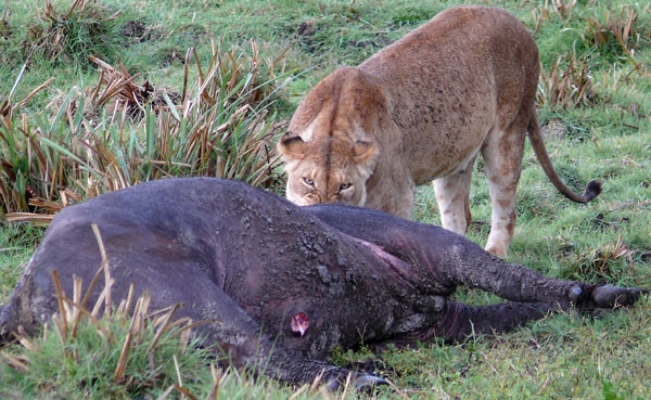 Lionness eating a cape buffalo