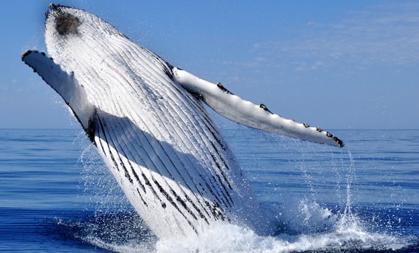 June to November is whale season in South Africa!