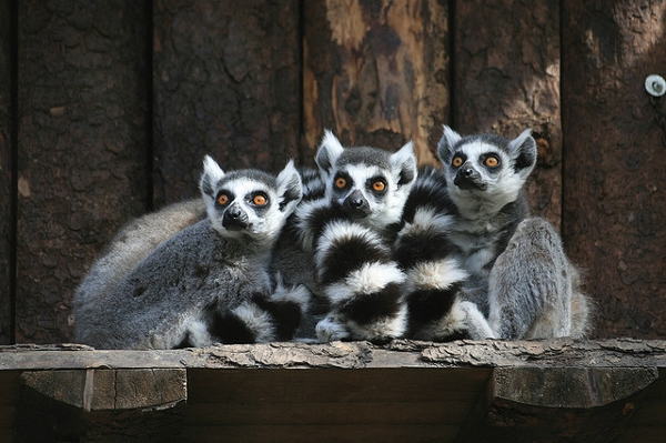 Lemurs' have amazing personalities; sadly, these primates are the most threatened mammals on Earth.