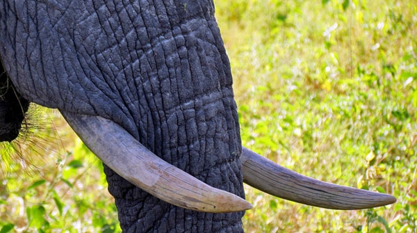 World Elephant Day focuses on the struggle against illegal ivory trade, but it also highlights some hope and progress.
