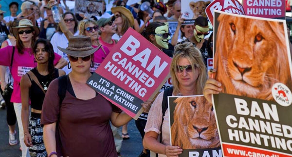 Thousands of people gathered in almost every world continent to protest against canned lion hunting