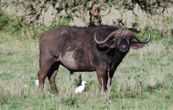African  buffalo in Serengeti JGoetz