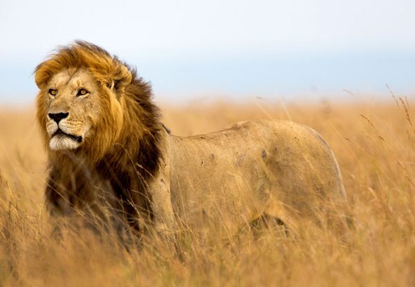 Majestic lion in the Masai Mara