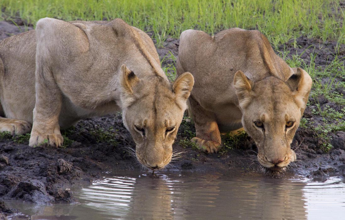 Thirsty lionesses in Botswana