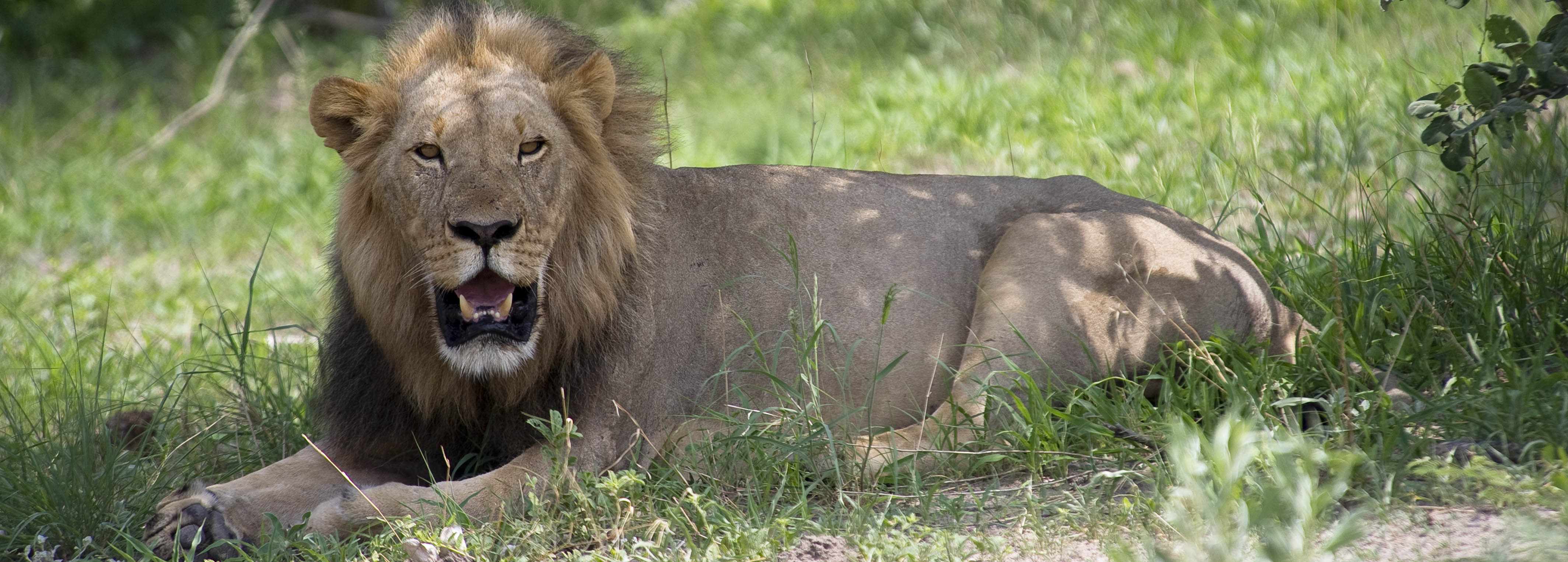 Male lion in Kwando Concession