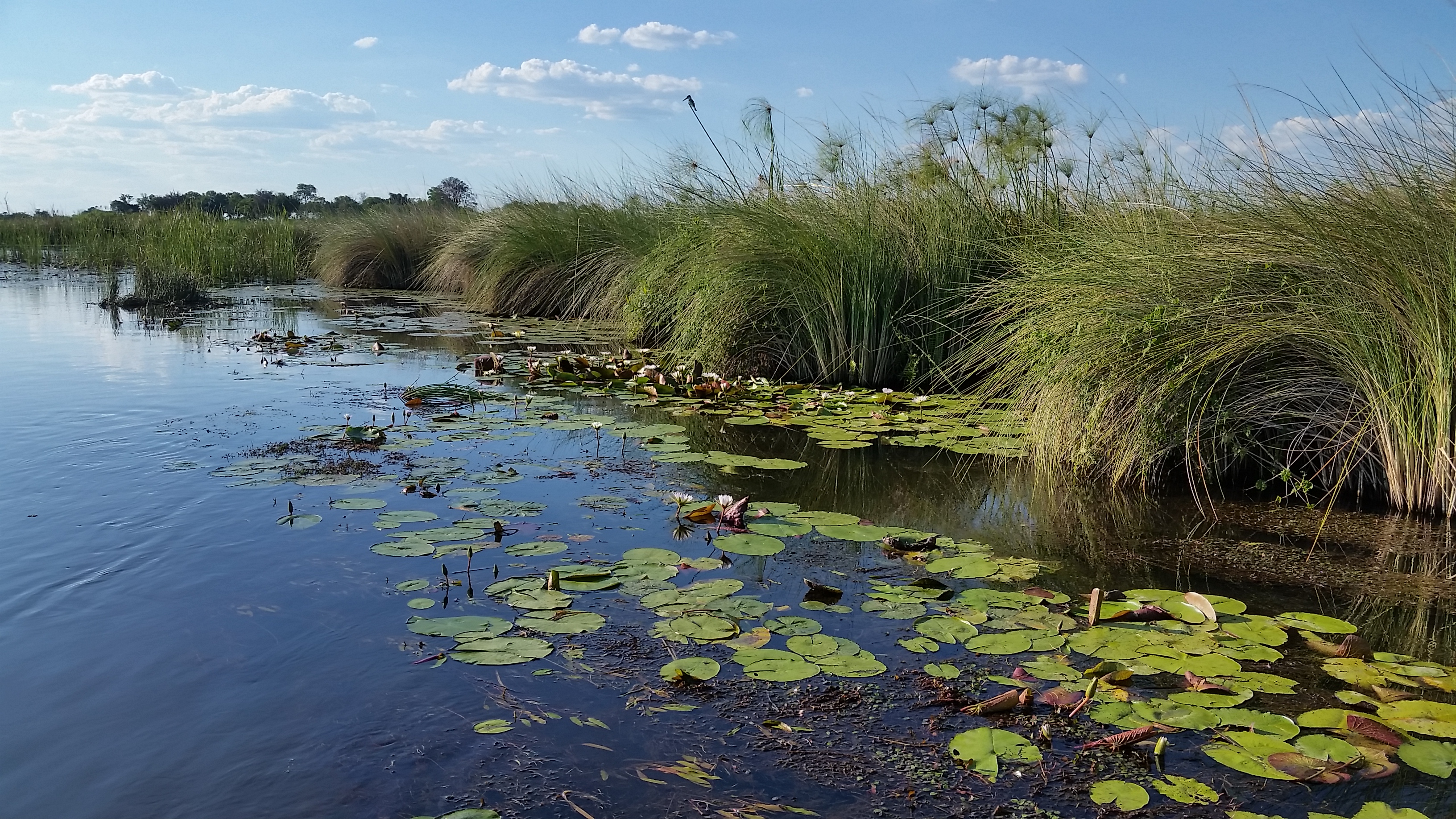 Okavango Delta, Moremi Game Reserve