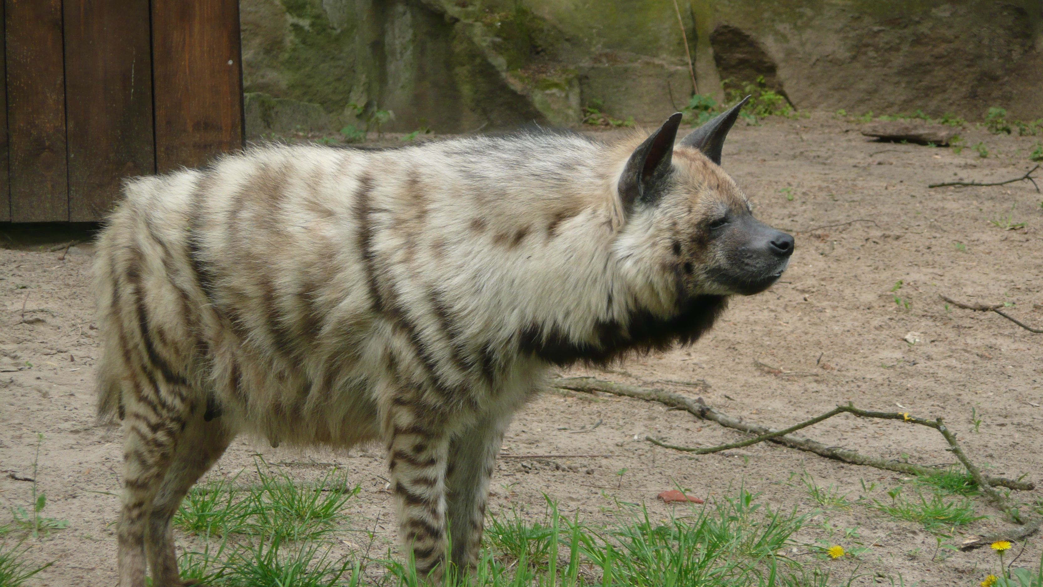 Striped hyena