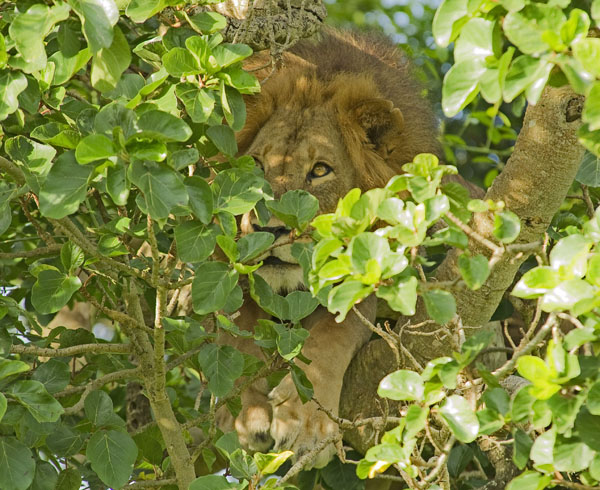 Tree-climbing lion