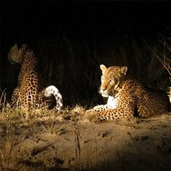 Night game drives