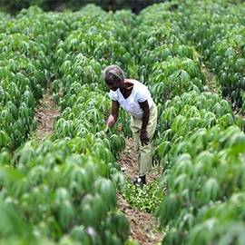 Farm | plantation visits