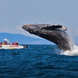 Whale watching