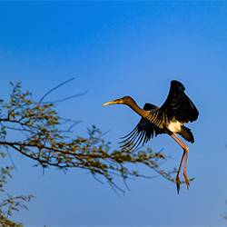 Wildlife sanctuaries