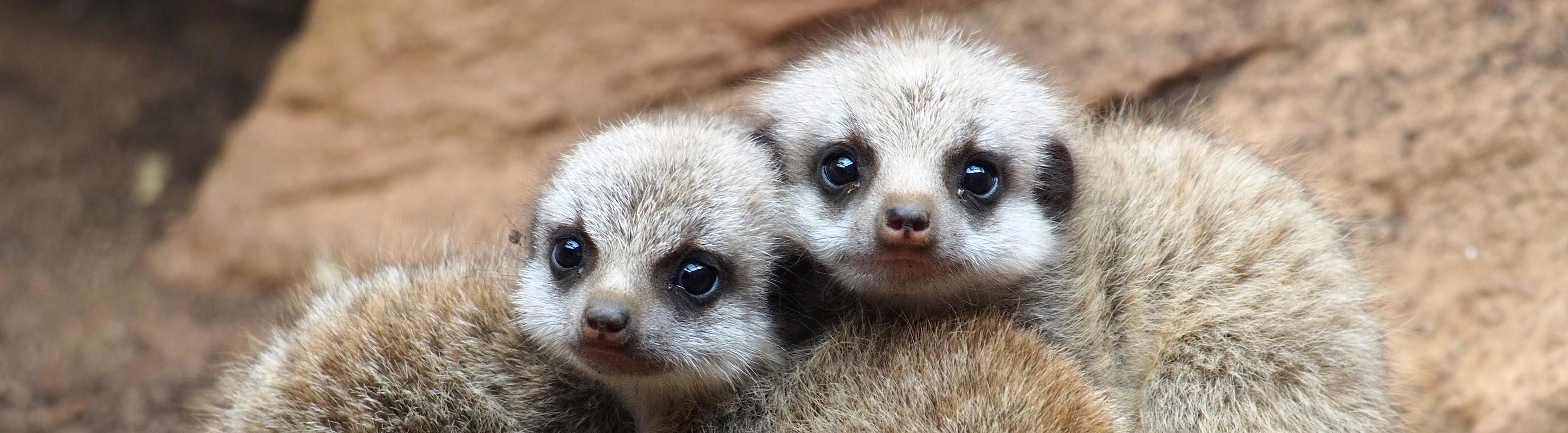 Baby meerkats | Wikipedia