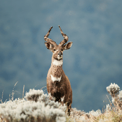 Mountain nyala