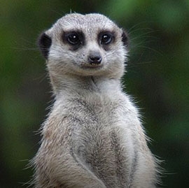 Meerkat