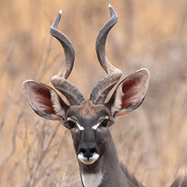 Kudu