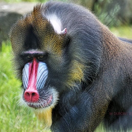 Mandrill