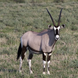 Oryx