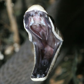 Black mamba