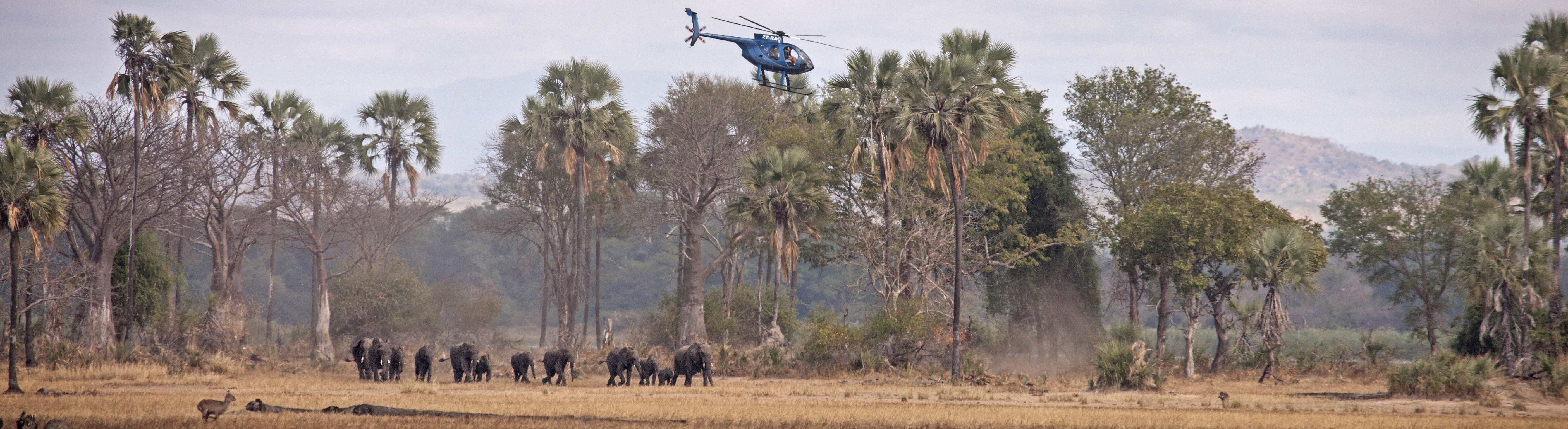 Tranquilizing elephants from helicopter in Liwonde NP | Frank Weitzer for African Parks