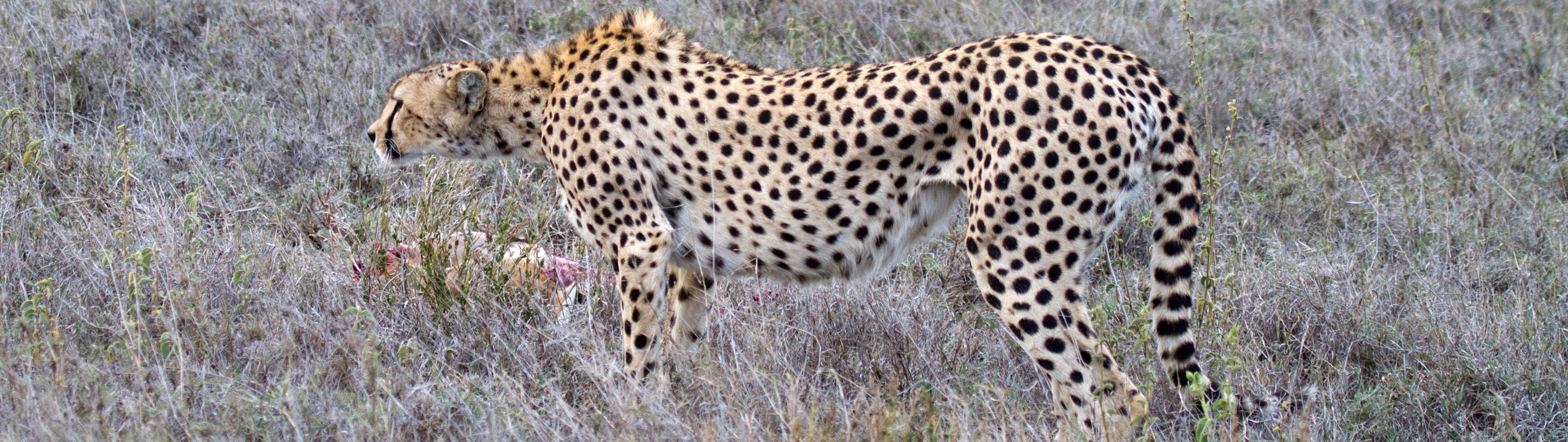 Mother cheetah in the Serengeti plains, Neil Raffan