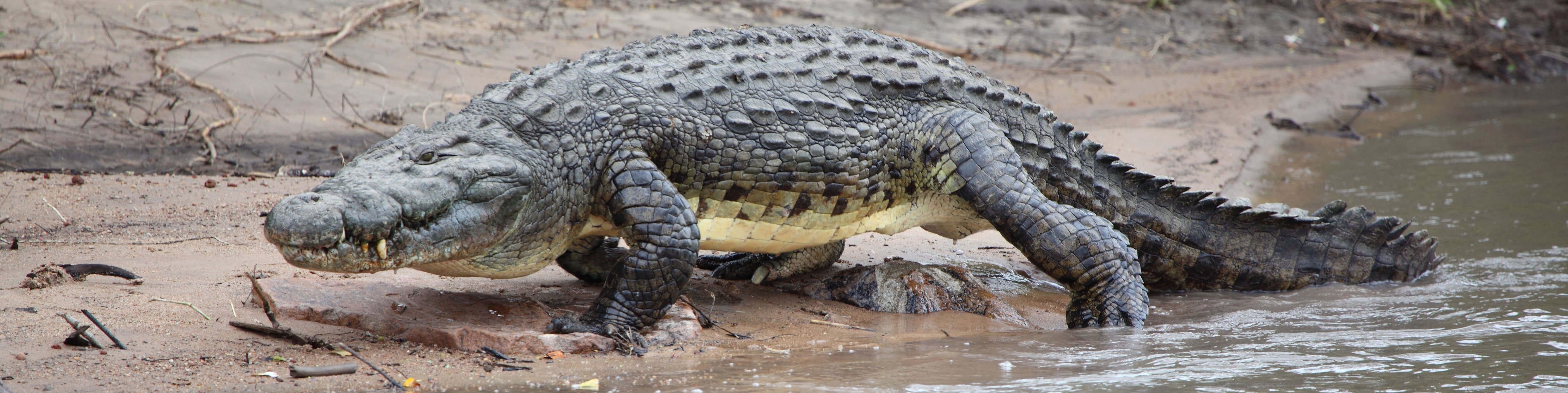 Nile crocodile in Tanzania, one of the dangerous 7 animals