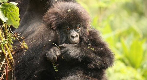 Virunga's mountain gorillas and rangers are facing one challenge after the other - can tourism help solve their troubles?