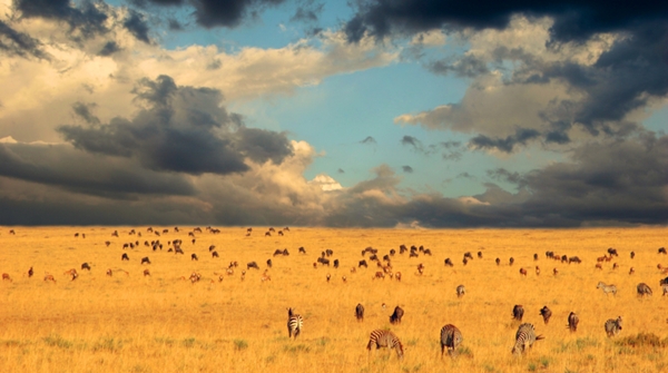 How far will humanity go in damaging nature? The proposed Serengeti Highway threatens to bisect the Great Migration route. 