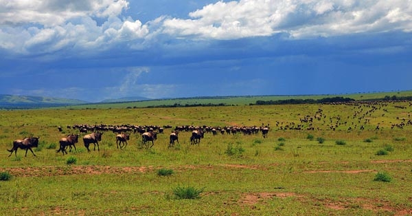 Justice has prevailed: no paved highway will bisect the precious Serengeti