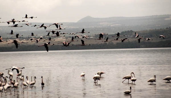 Flamingos on Lake Nakuru, Kenya