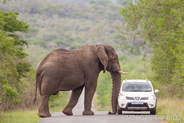 An elephant gets a little too close for comfort on safari in Hluhluwe