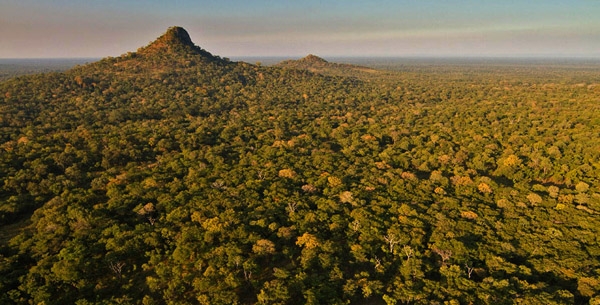 Gorongosa's stunning canopy of trees