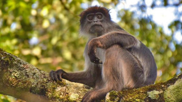 Red colobus monkey in Kibale, Uganda
