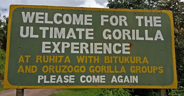 Bwindi Impenetrable: Uganda's most popular national park