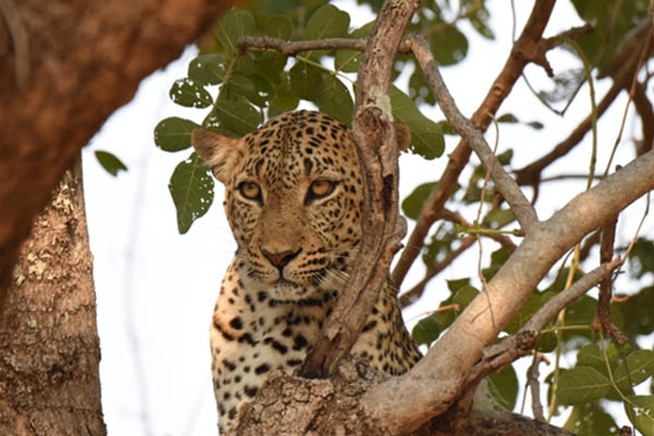 Leopard in Nsefu, South Luangwa