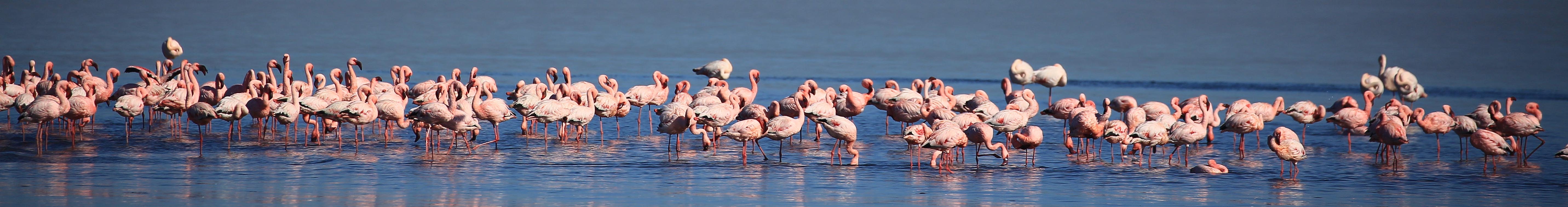 Flamingos in Walvis Bay Lagoon, Namibia