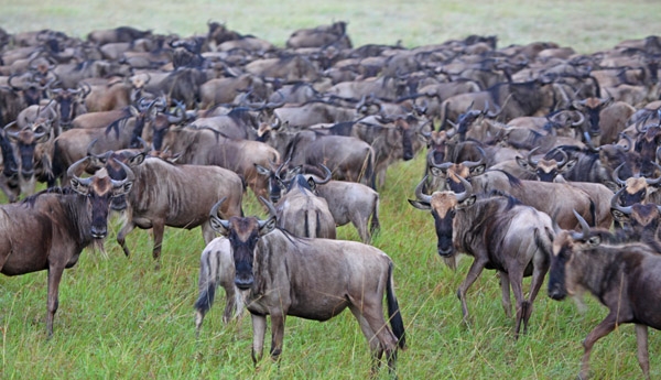Great wildebeest migration in Serengeti National Park, Tanzania