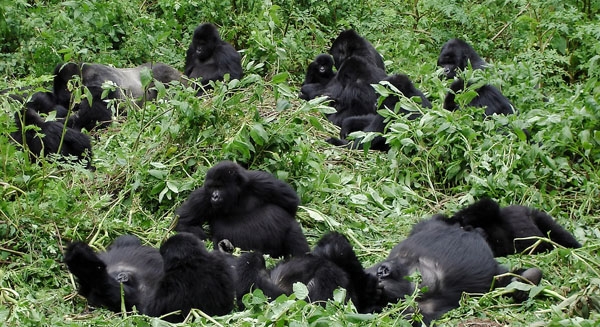 A family of mountain gorillas