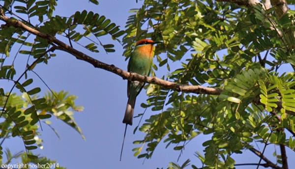 Boehm's bee-eater, Kasanka, Zambia