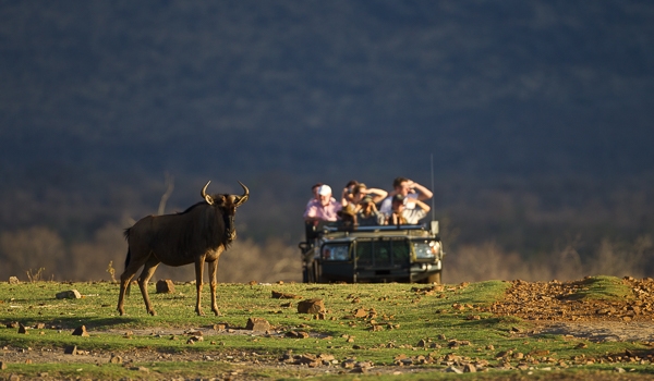 Safari goers scope out a blue wildebeest in South Africa