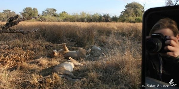 Watching  three lionesses close up on a game drive in Botswana.