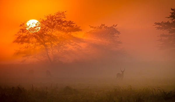 A lechwe in the mist at sunrise in Kafue's Busanga Plains