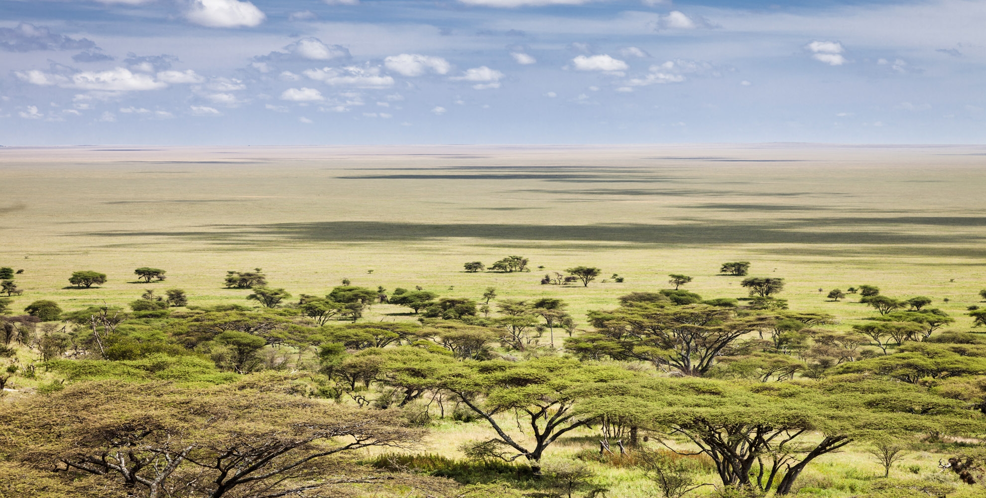 Serengeti in the morning