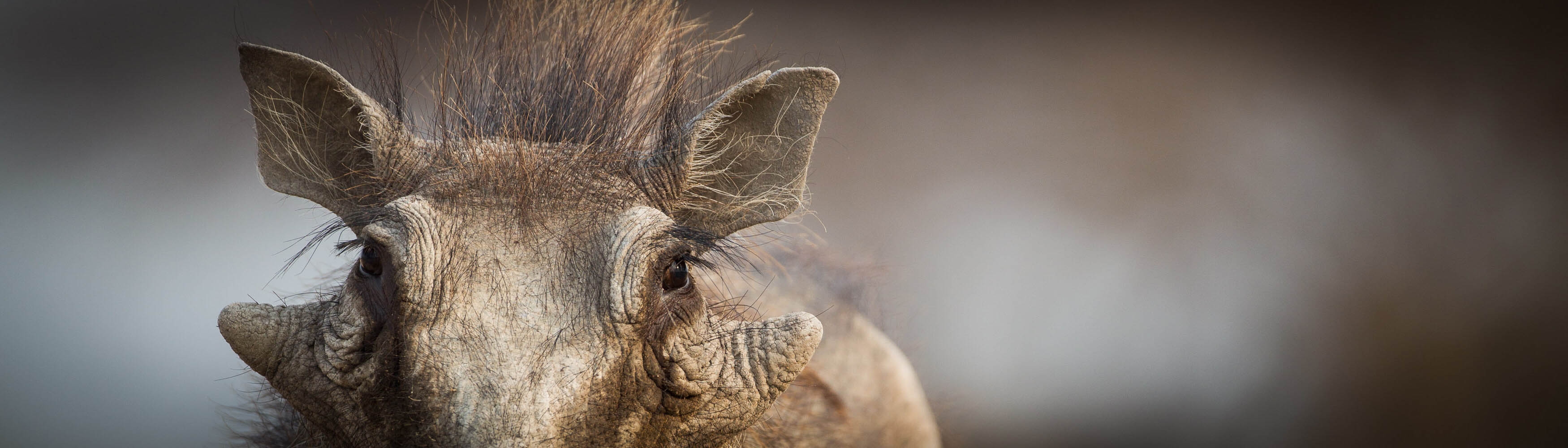 Warthog pic taken in hide | Morgan Trimble
